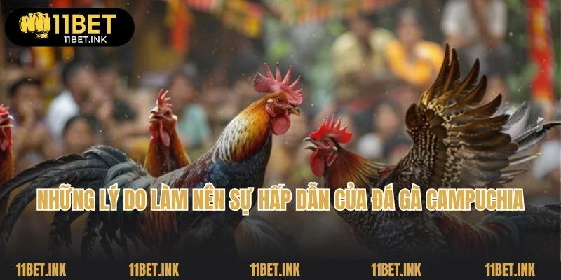 Những lý do làm nên sự hấp dẫn của đá gà Campuchia